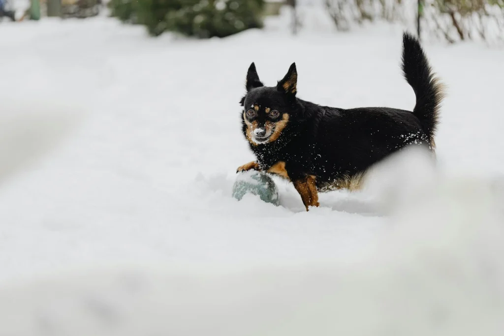 1 hund 1