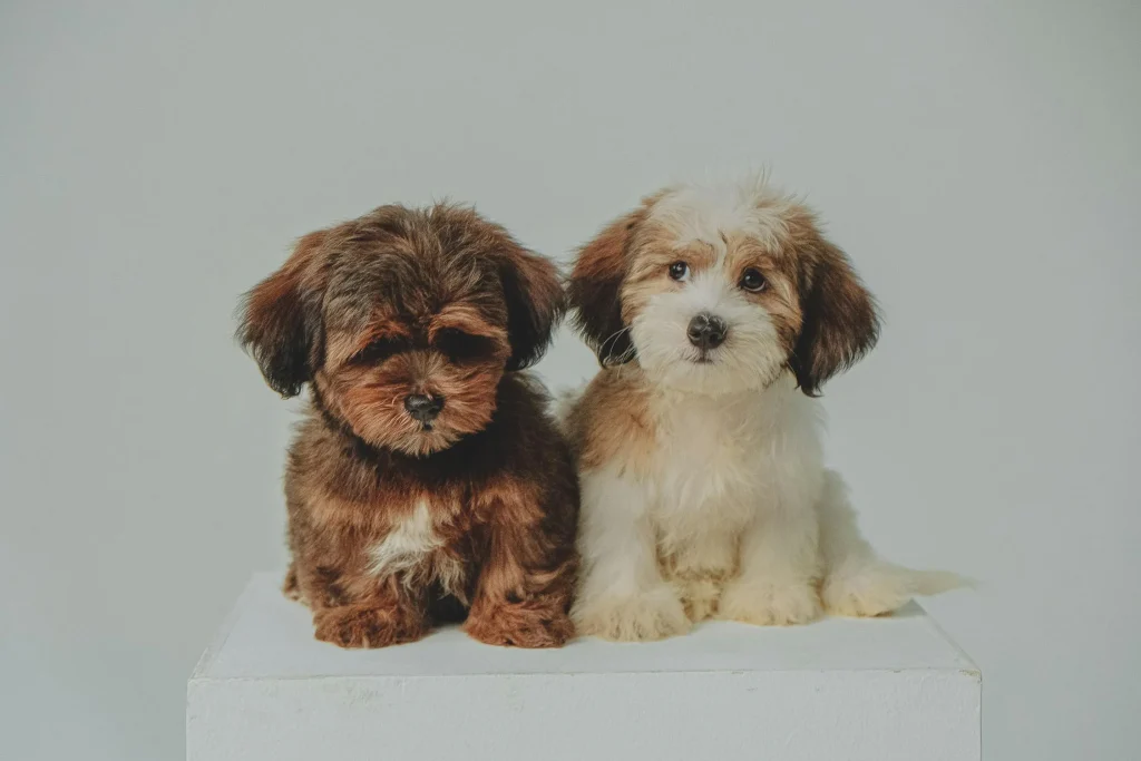 bichon