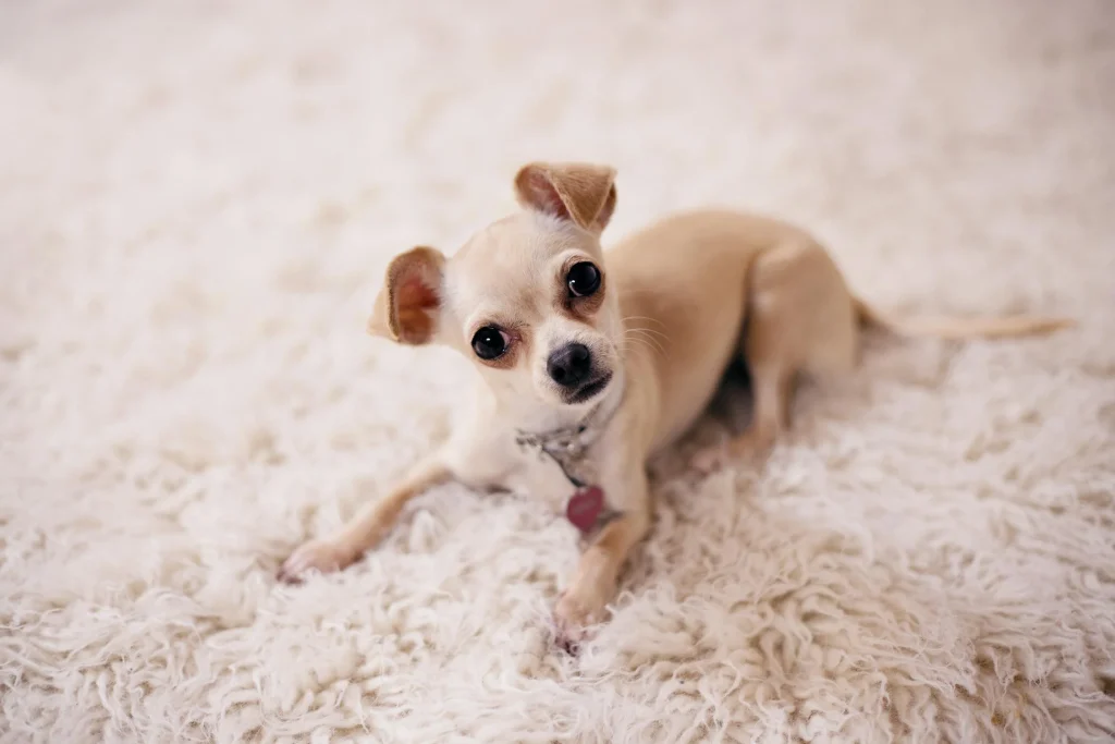 chi