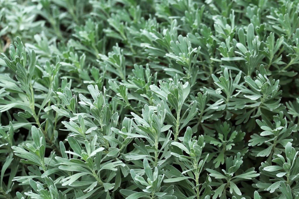 pexels saturnus99 19965741