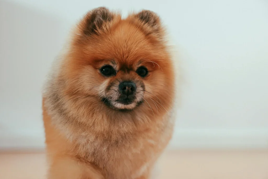 pom