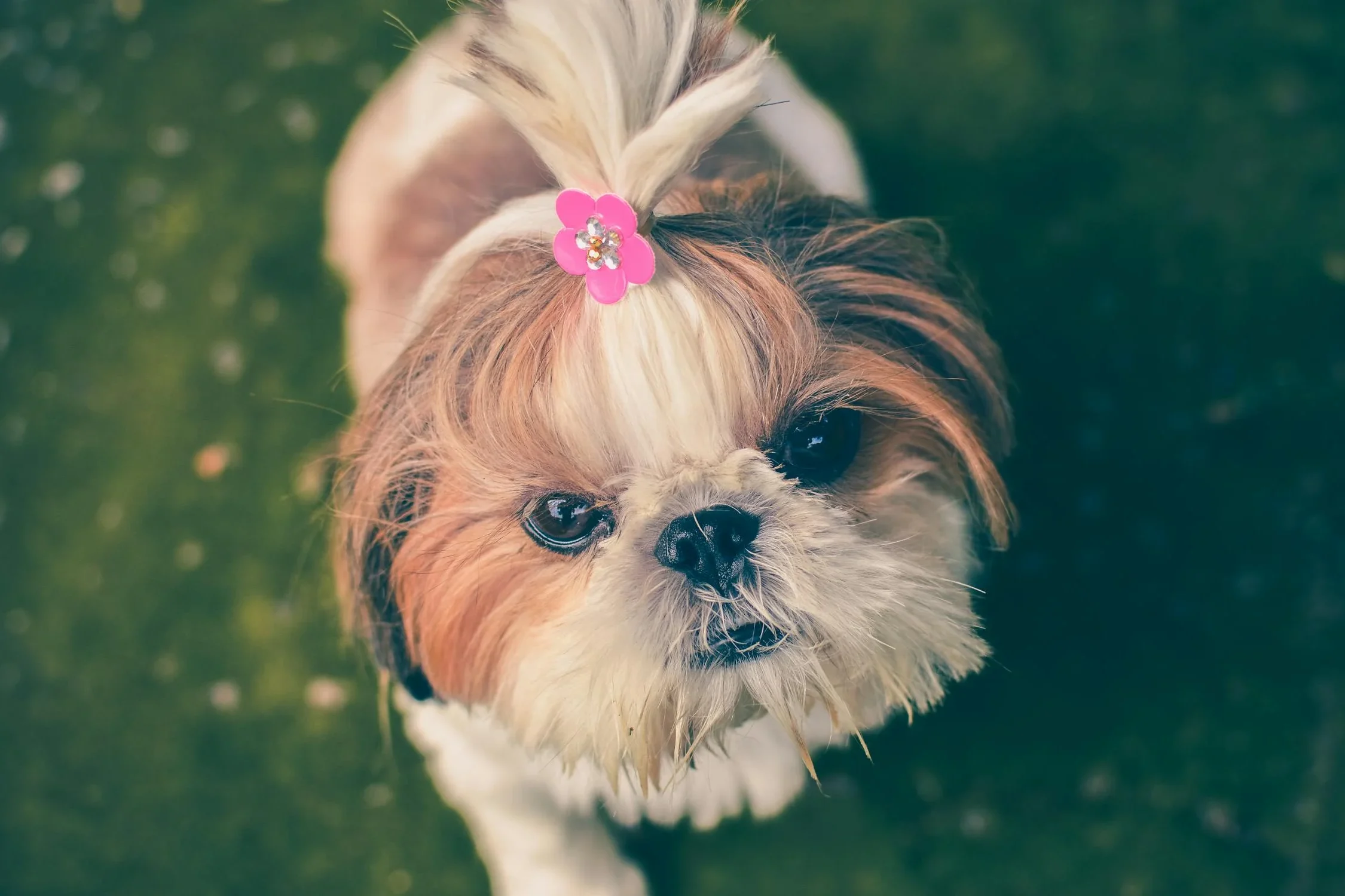 shih edited