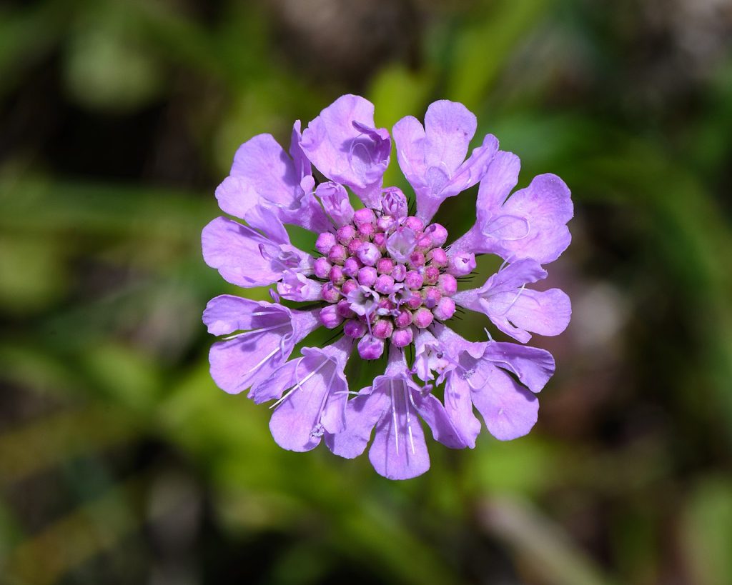 8 vackra växter du kan plantera i april – för en blomsterfest hela sommaren!
