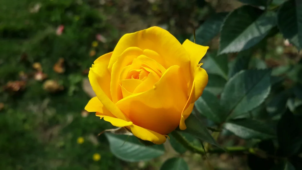10 växter du bör beskära nu för att få sommarens blomsterprakt