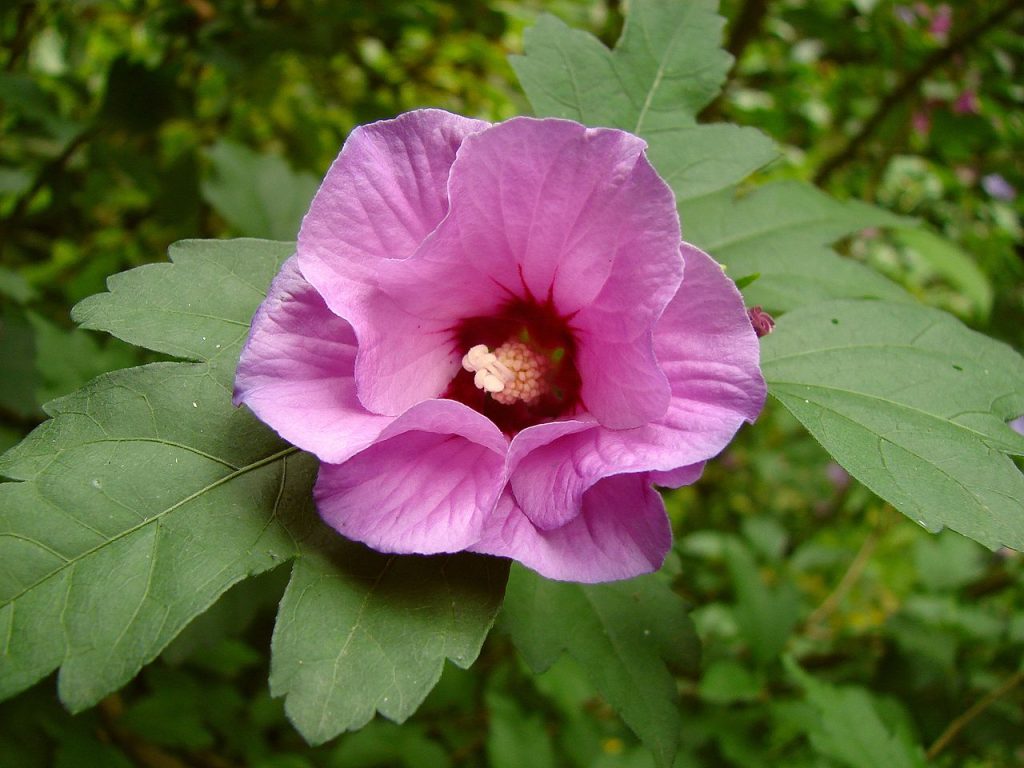 commons.wikimedia.org