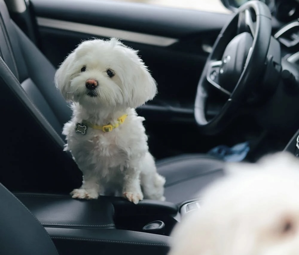 Så tar du effektivt bort hundhår från bilen