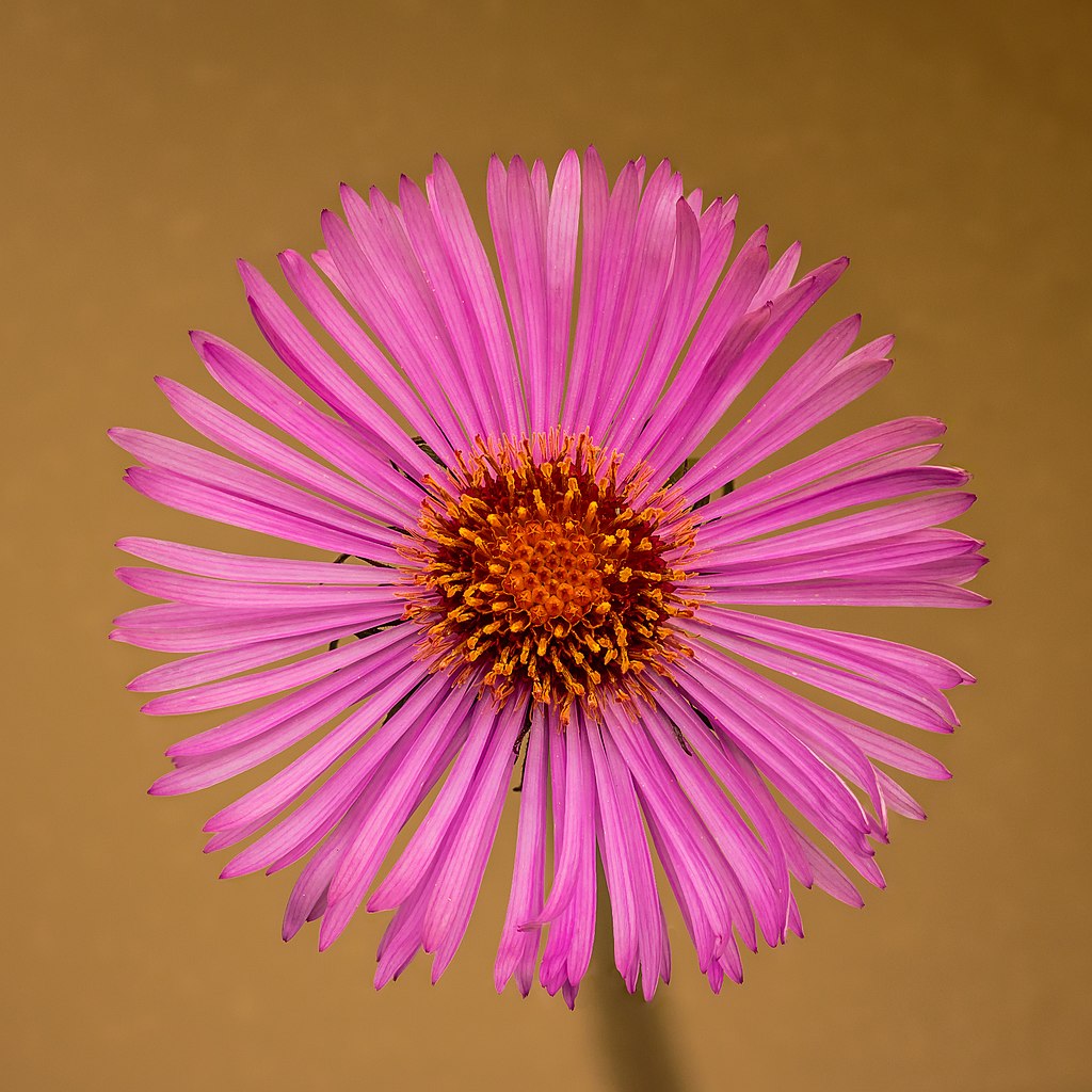 commons.wikimedia.org