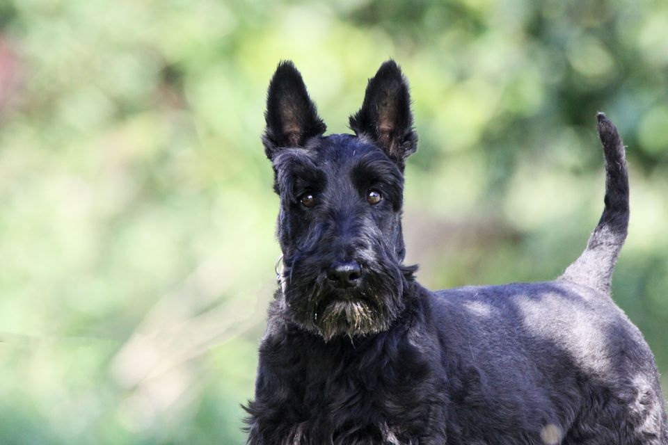 Uppmaning till hundägare: Dessa halsband förbjuds från 1 juli