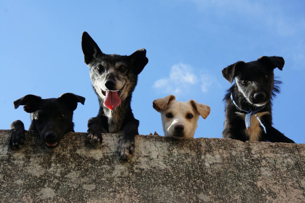 De 10 mest intelligenta hundraserna – finns din hund med på listan?