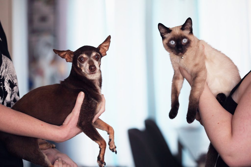 Vem är smartare – hunden eller katten? Så svarar vetenskapen